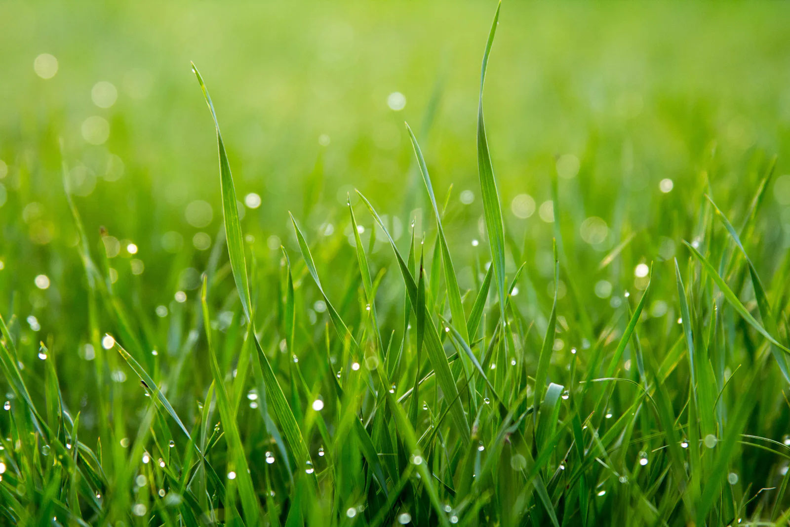 Close-up of green grass blades with morning dew