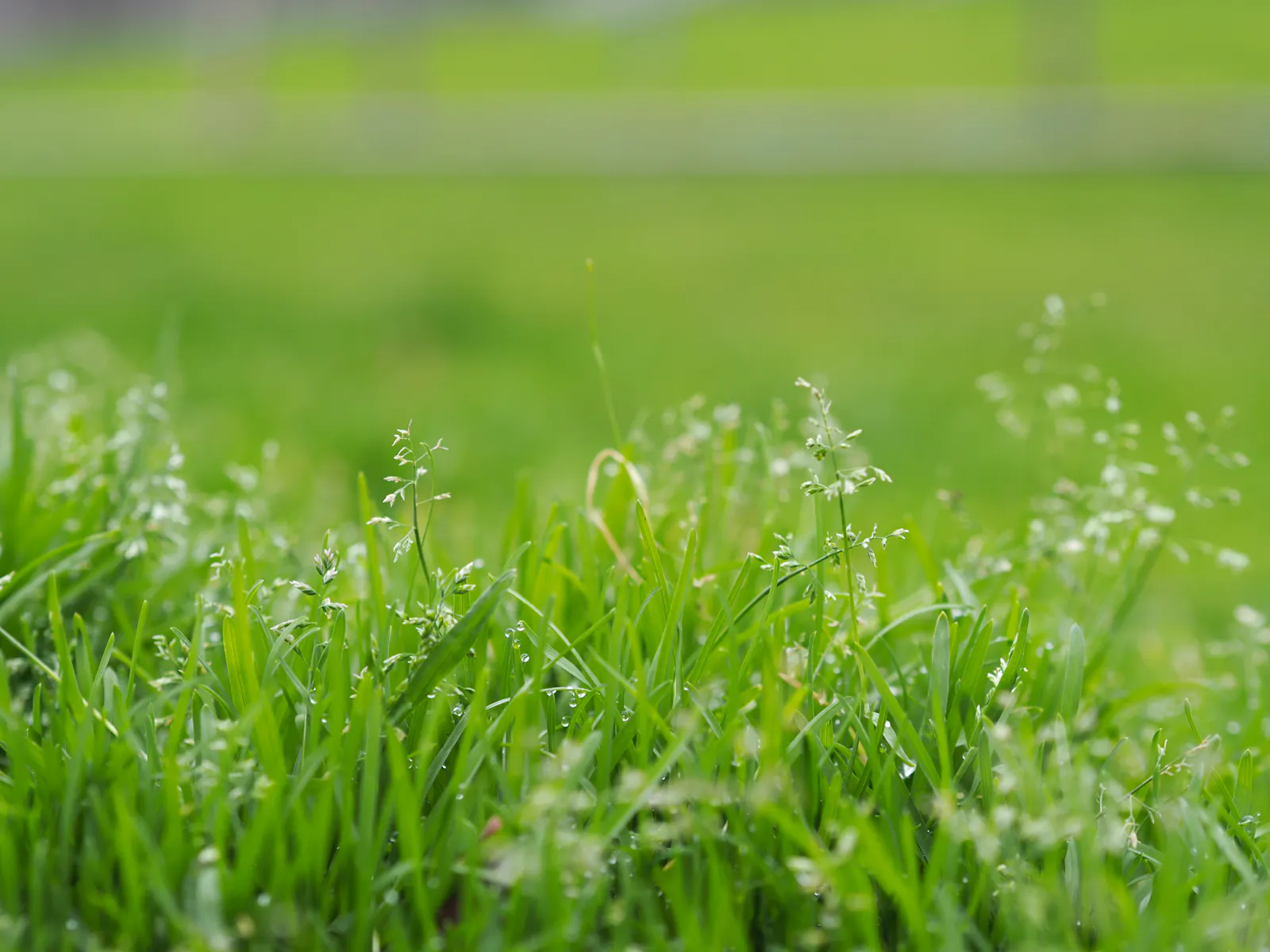 Wet blades of grass in close focus