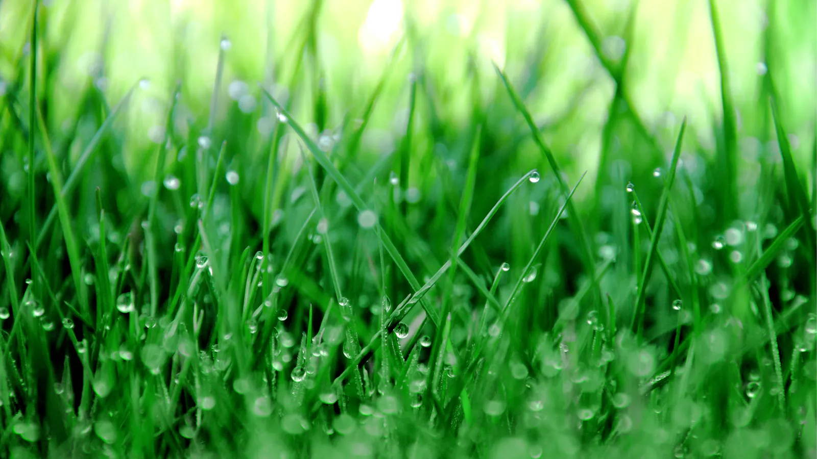 Dark green grass in close-up